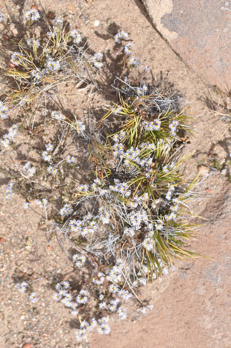 Senega darwiniana photo 3