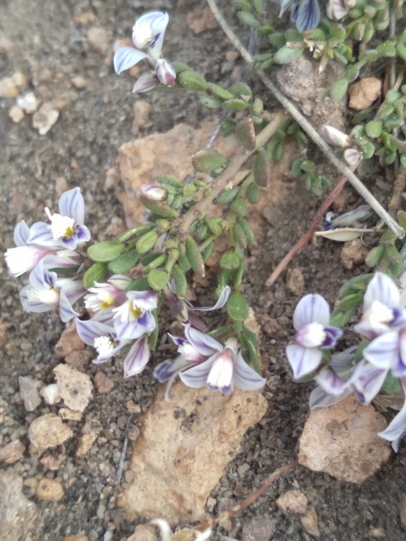 Senega darwiniana photo 4