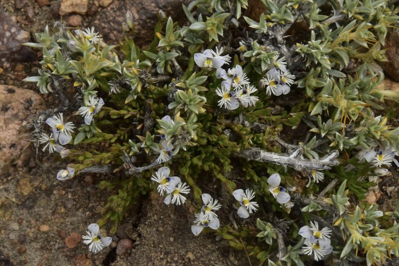 Senega darwiniana photo 5