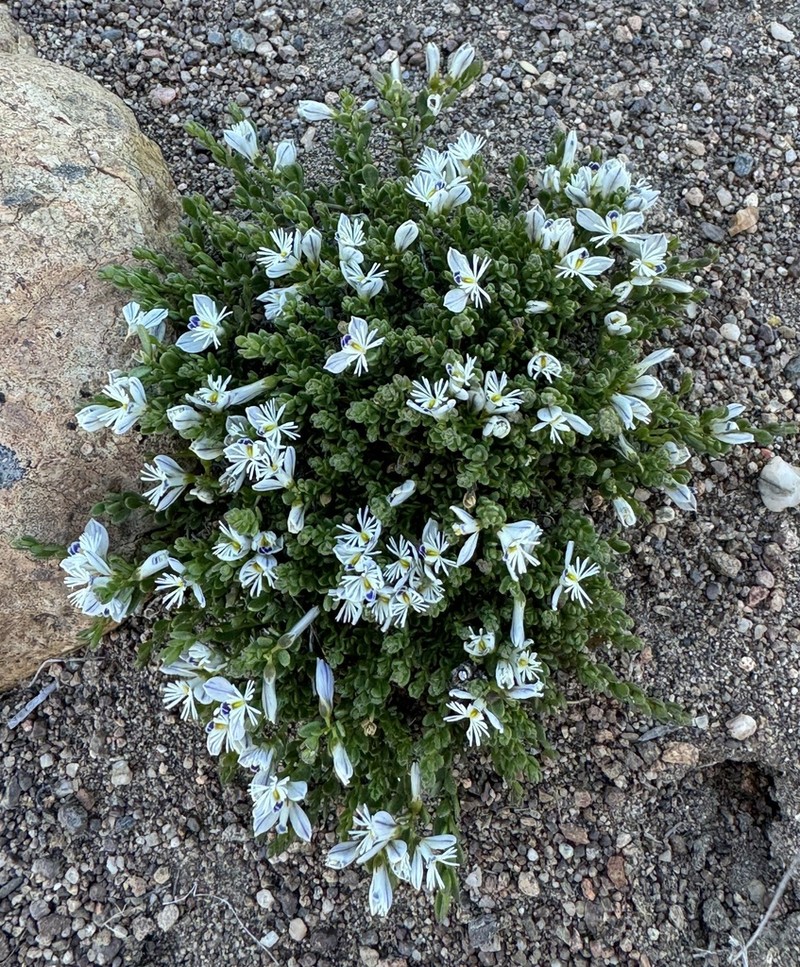 Senega darwiniana photo 6
