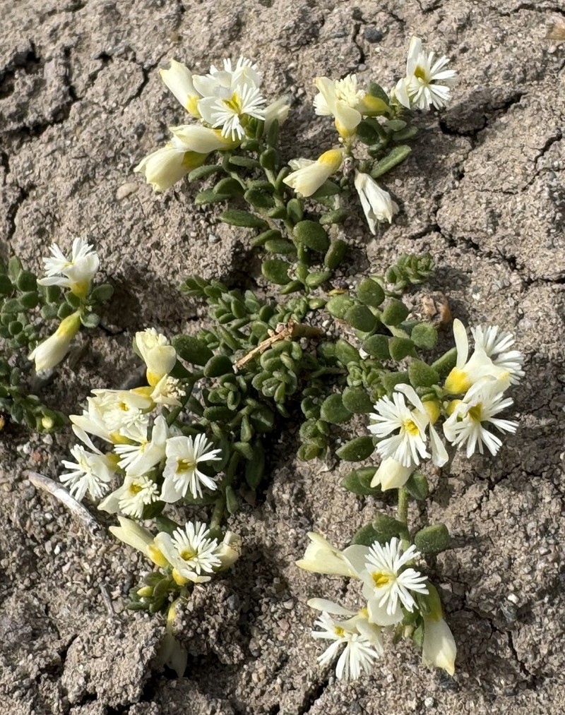 Senega darwiniana photo 8