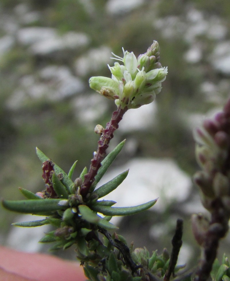 Senega dolichocarpa