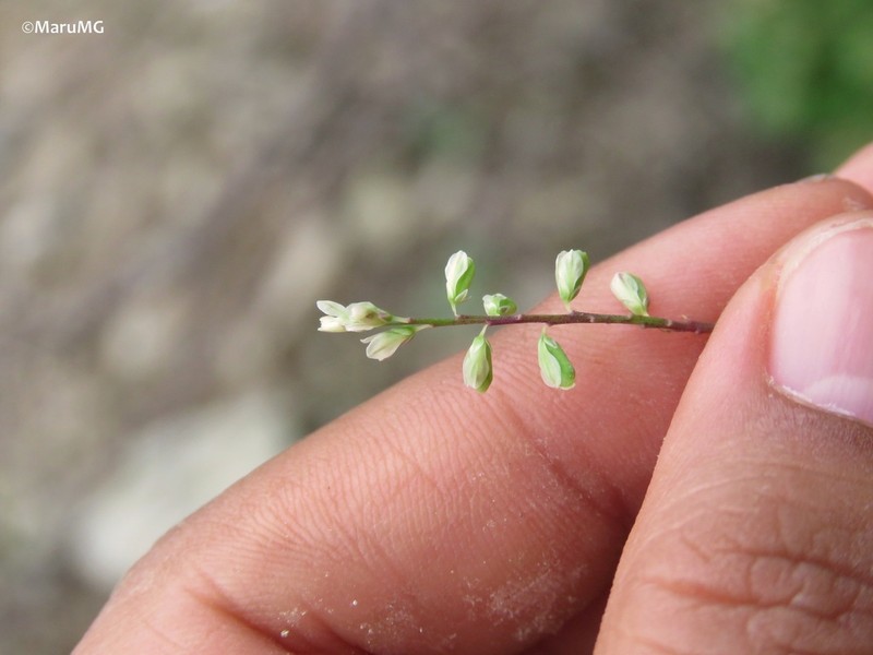 Senega dolichocarpa photo 2