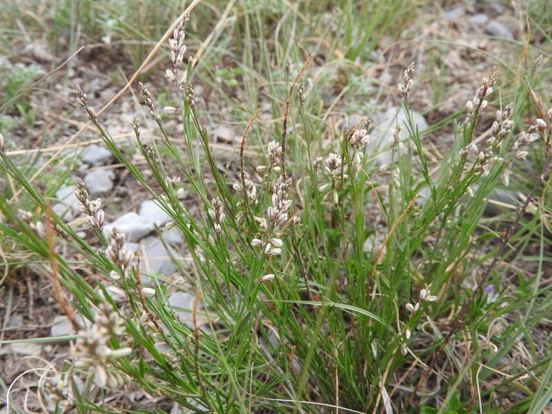 Senega dolichocarpa photo 3