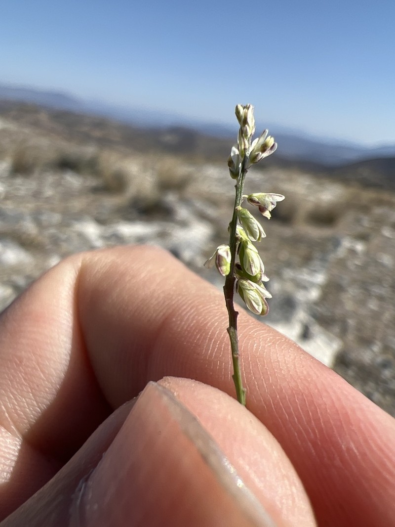 Senega dolichocarpa photo 4
