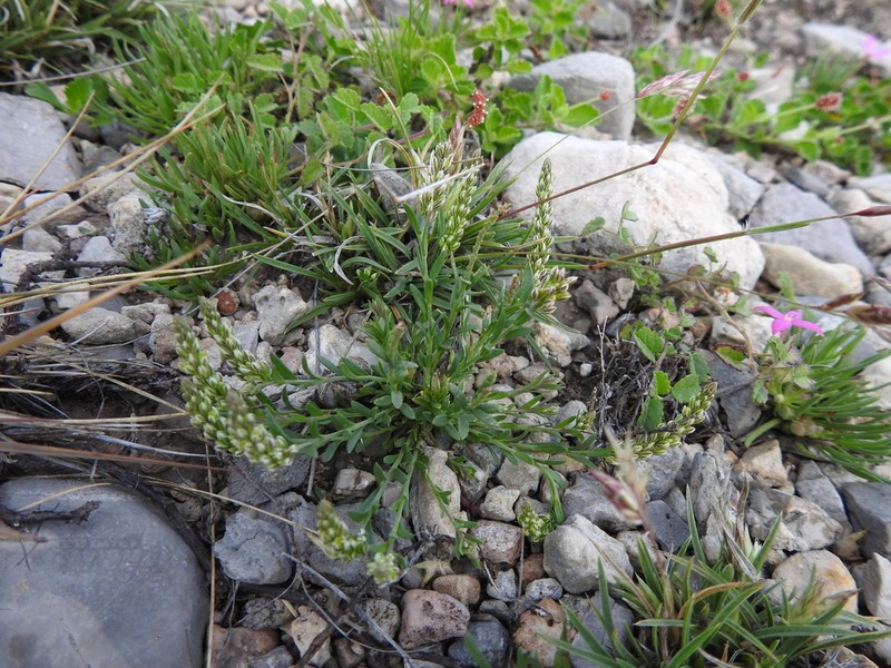 Senega dolichocarpa photo 5