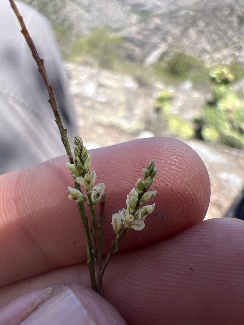 Senega dolichocarpa photo 6