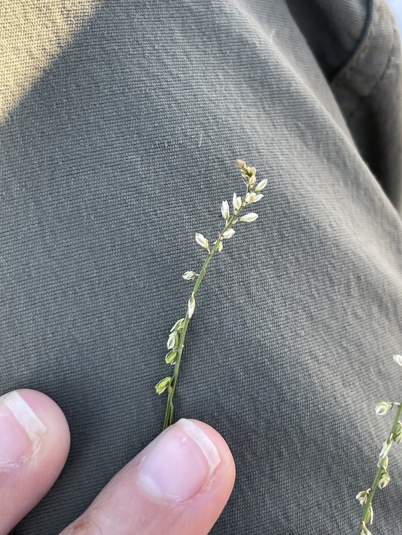 Senega dolichocarpa photo 7
