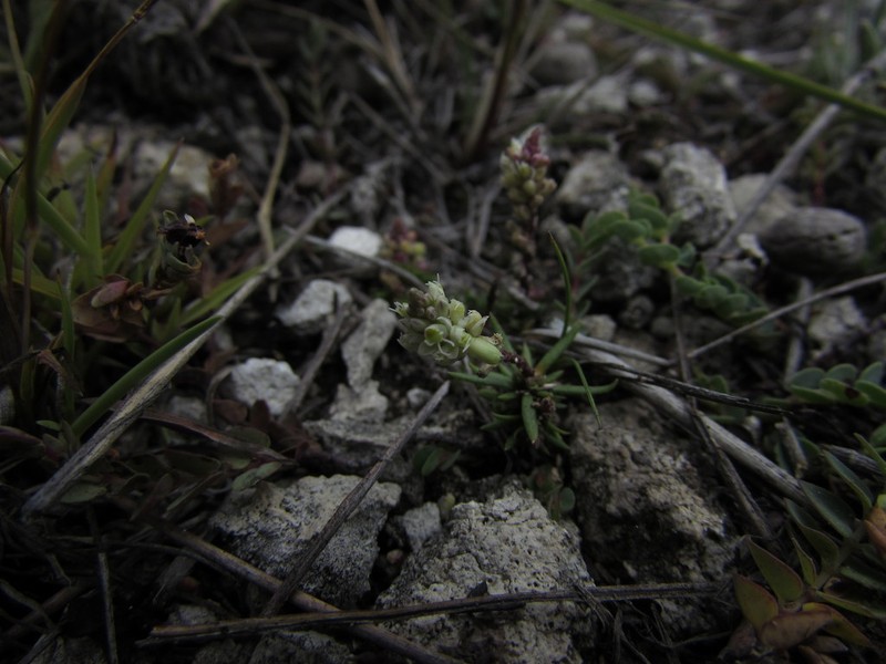 Senega dolichocarpa photo 8
