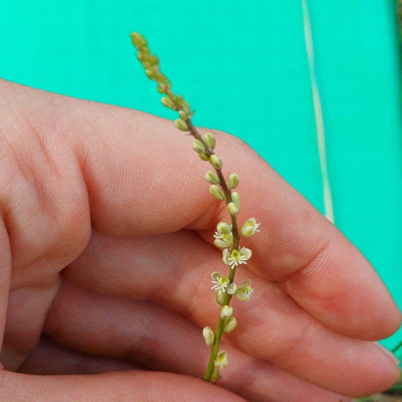 Senega duarteana