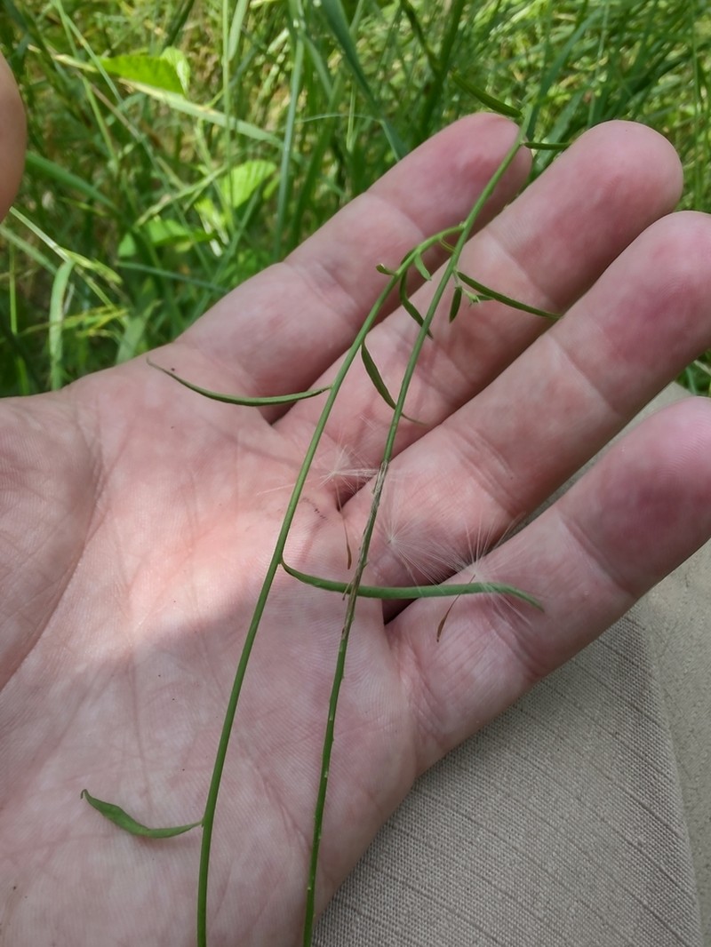 Senega duarteana photo 2