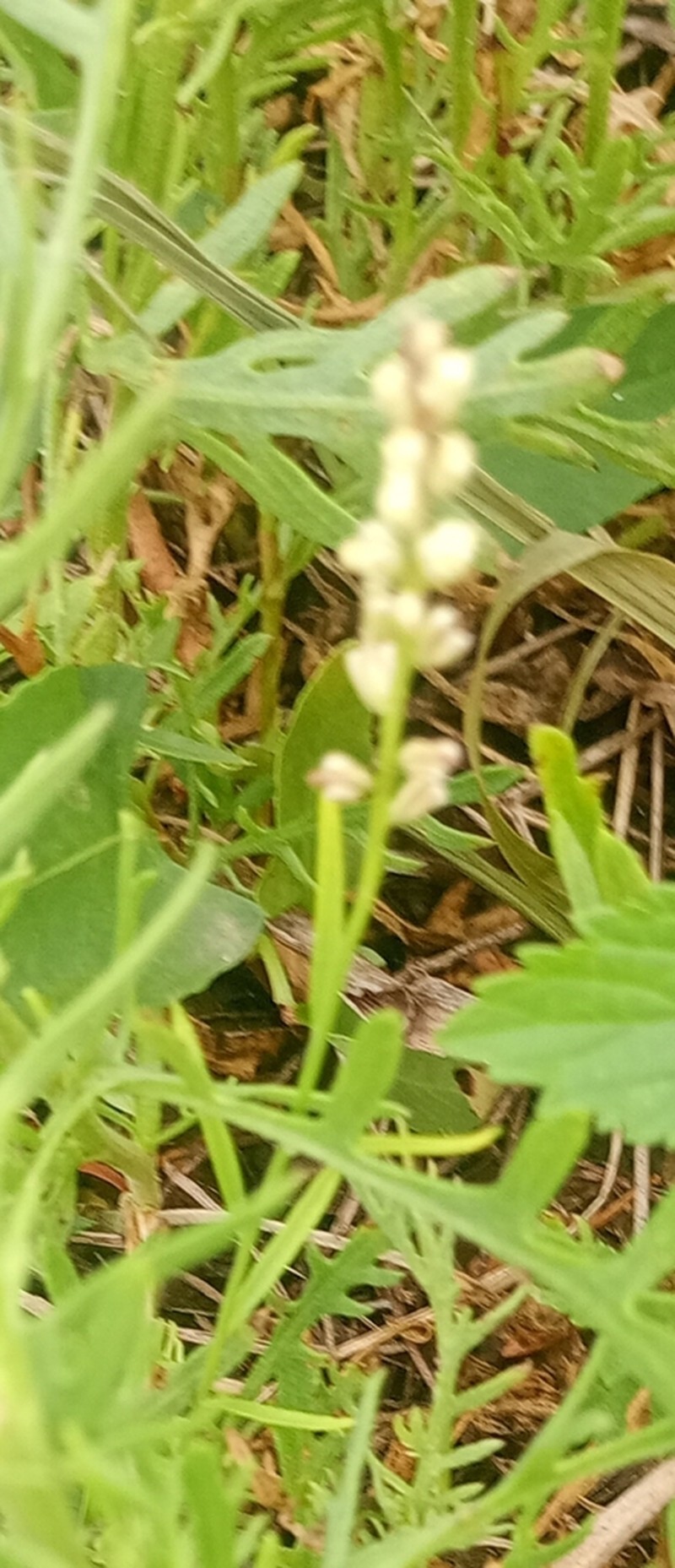 Senega duarteana photo 3