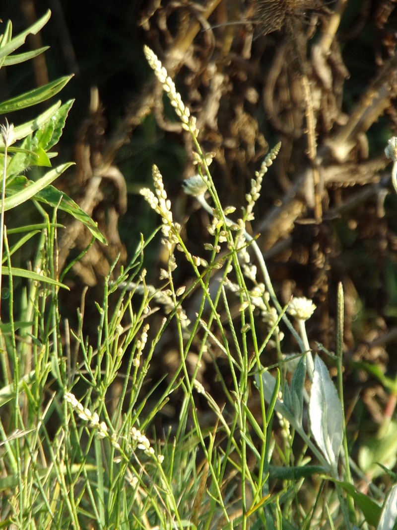 Senega duarteana photo 4