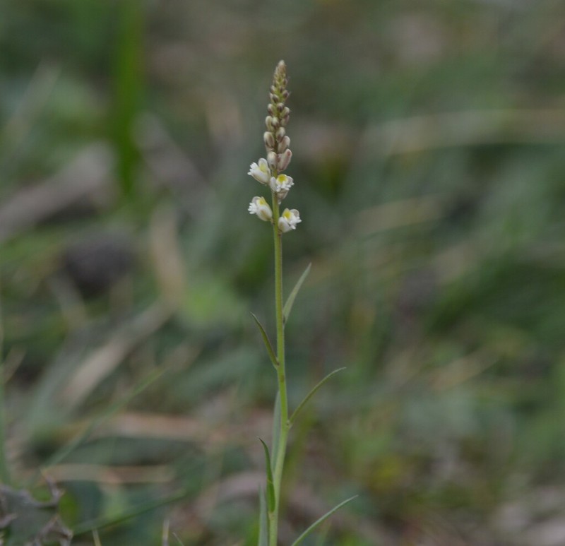 Senega duarteana photo 5