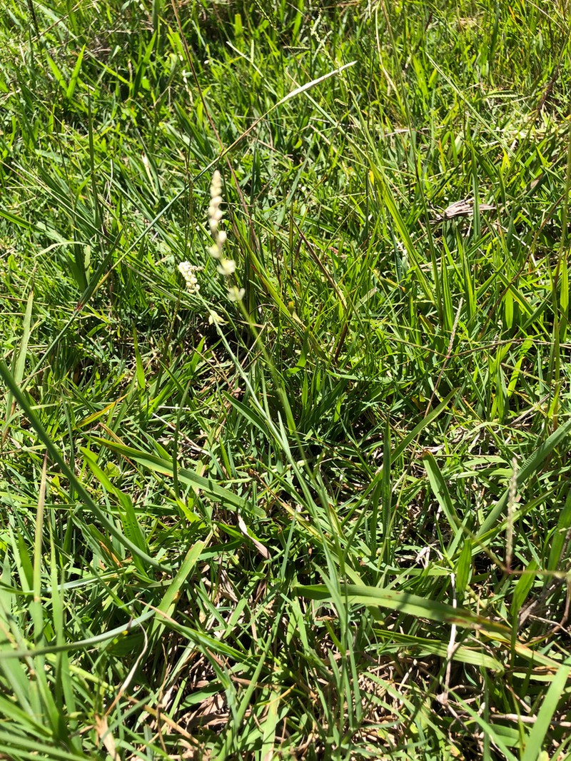 Senega duarteana photo 6