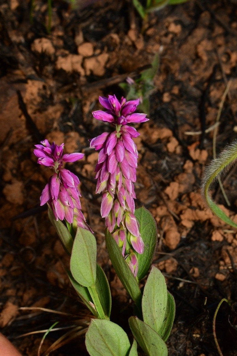Senega exasperata