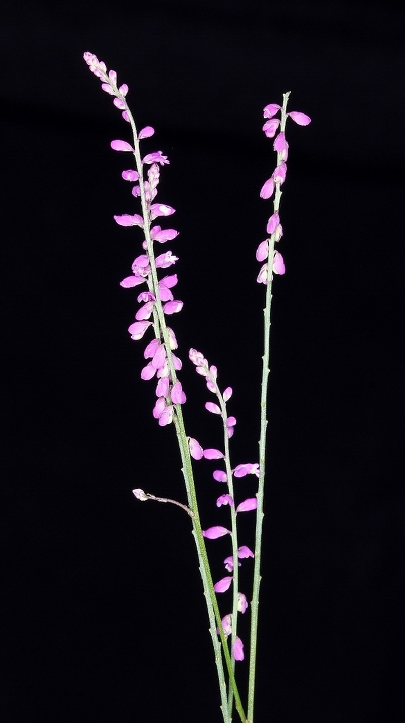 Senega fendleri