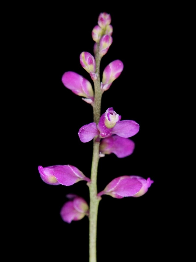 Senega fendleri photo 2