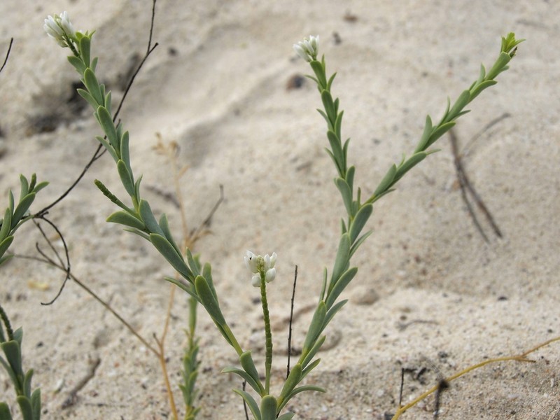 Senega galapageia