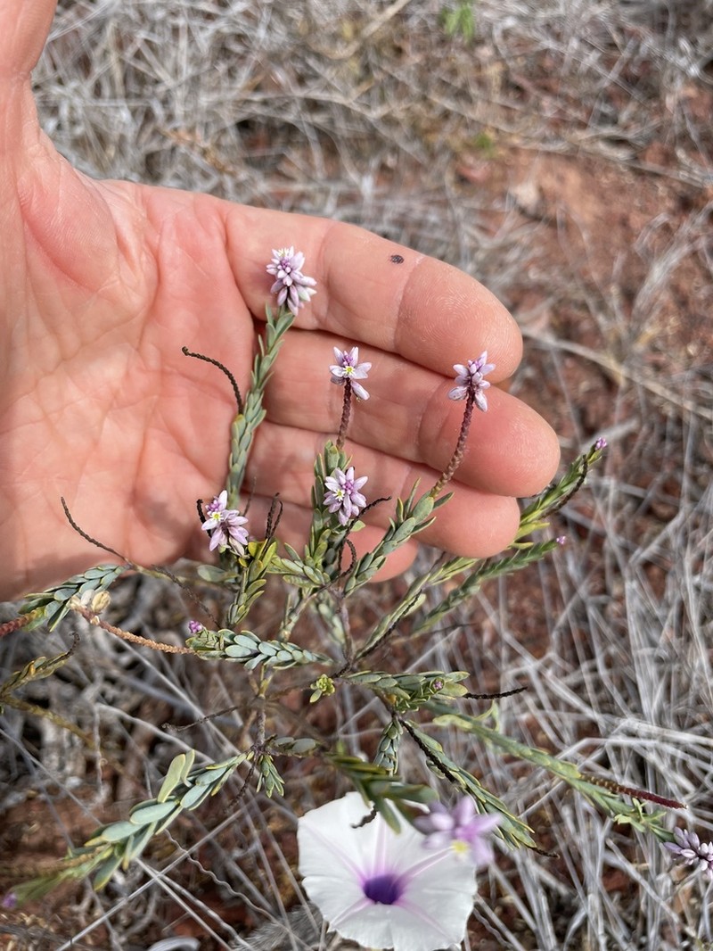 Senega galapageia photo 2