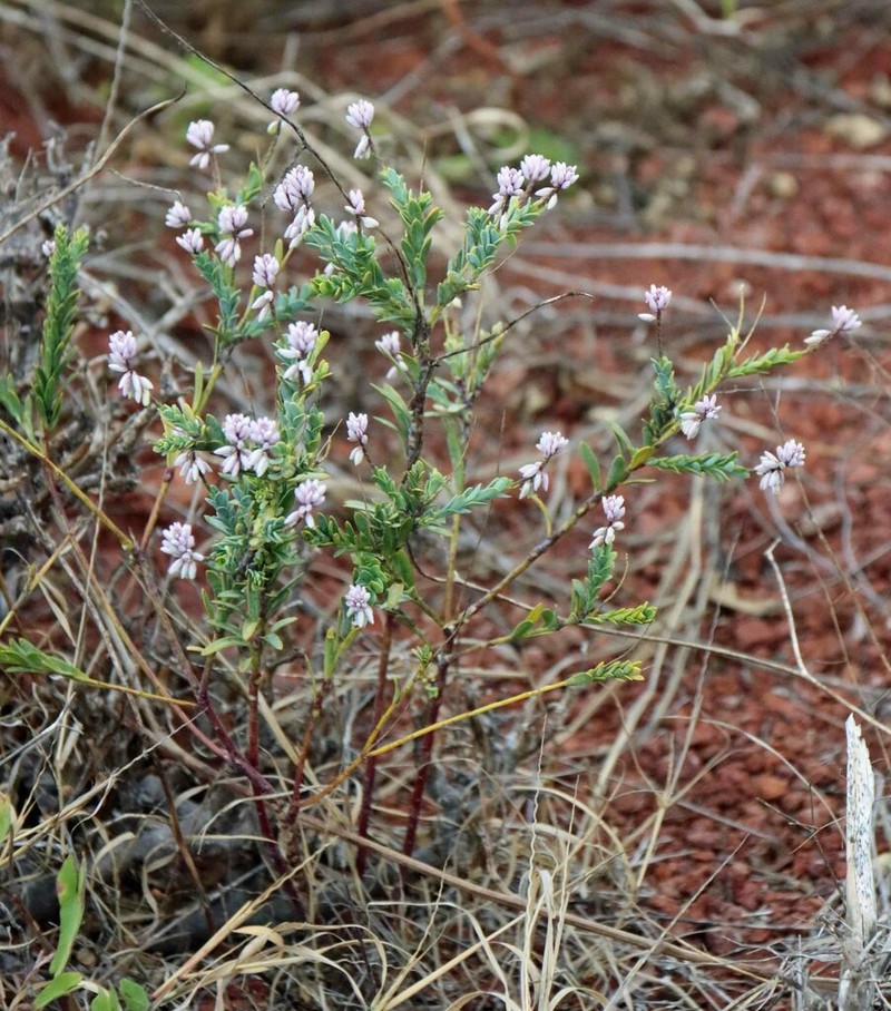 Senega galapageia photo 6