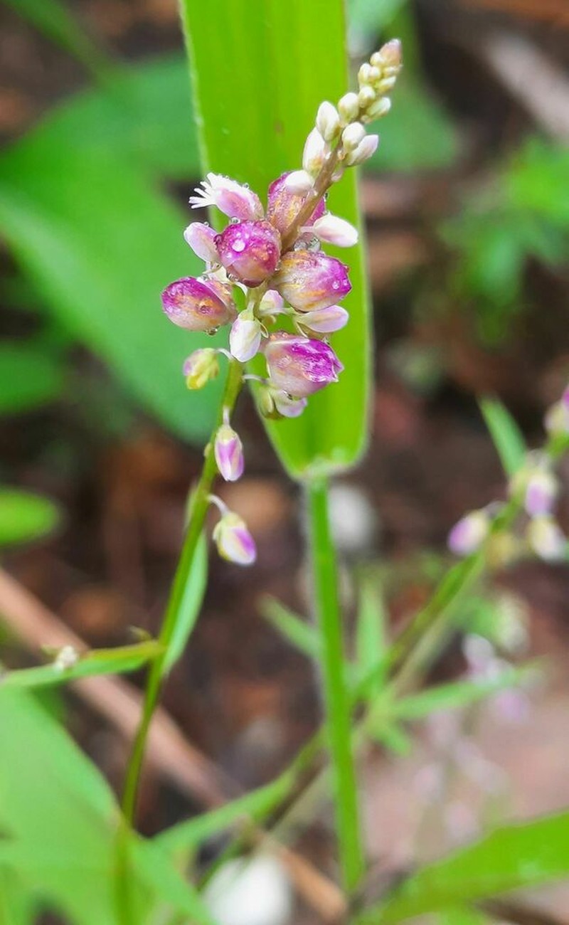 Senega galioides