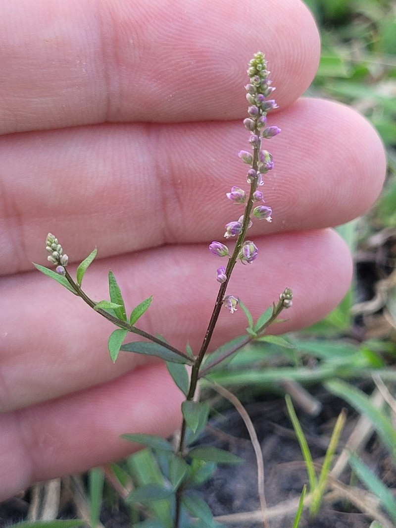Senega galioides photo 2