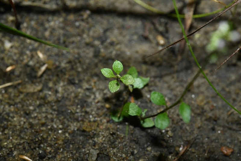 Senega galioides photo 3