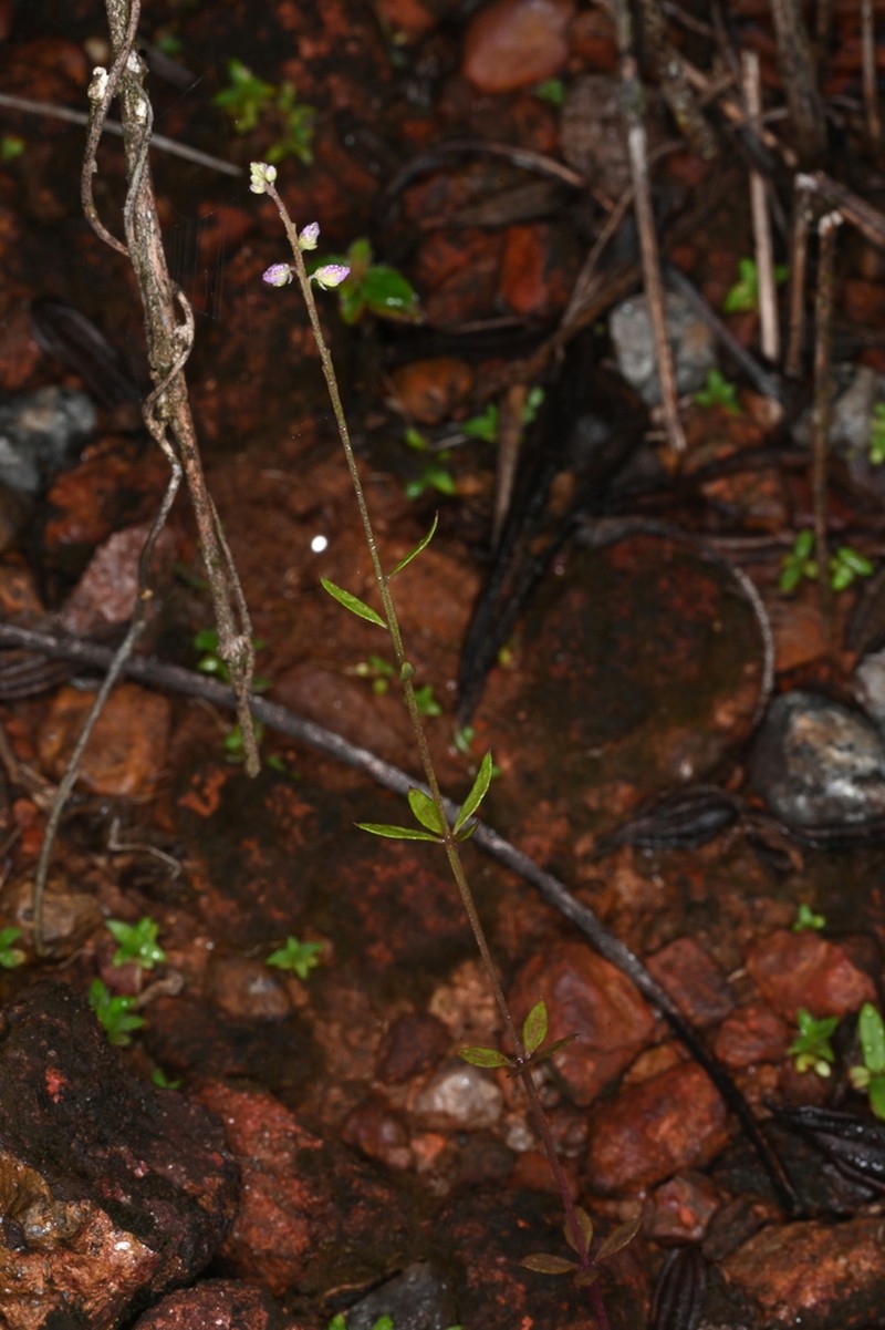 Senega galioides photo 4