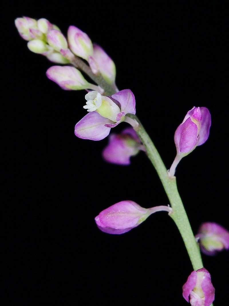 Senega galioides photo 5