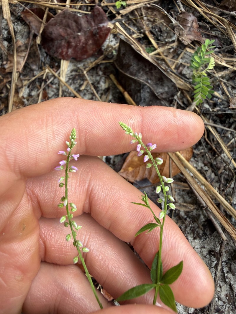 Senega galioides photo 6
