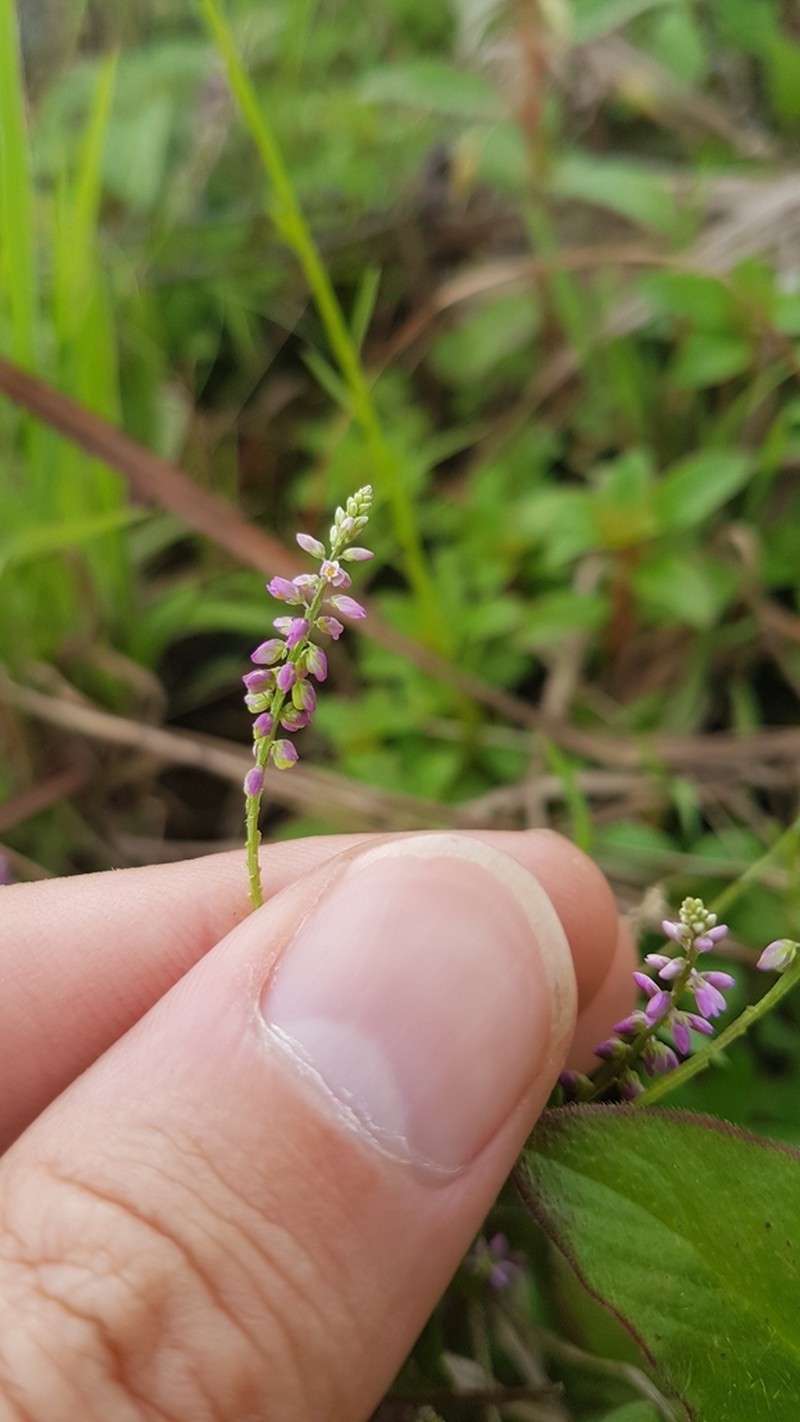 Senega galioides photo 7