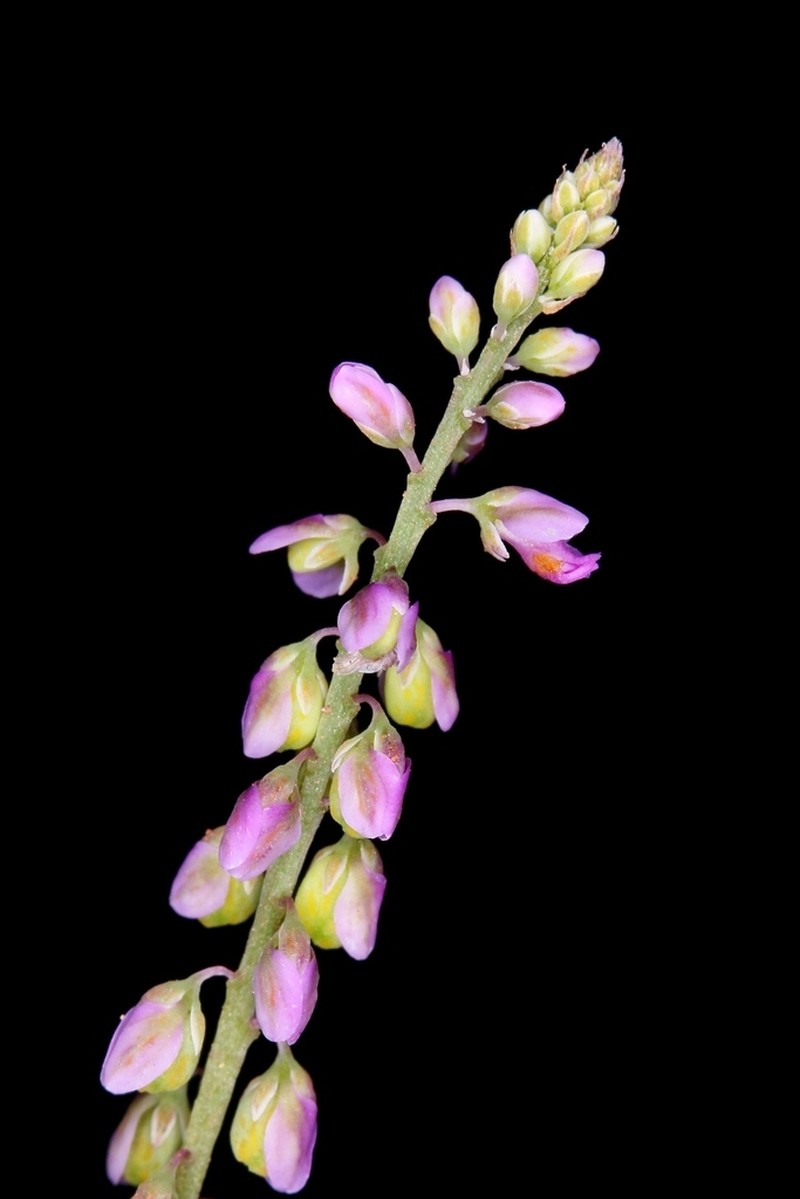 Senega galioides photo 8
