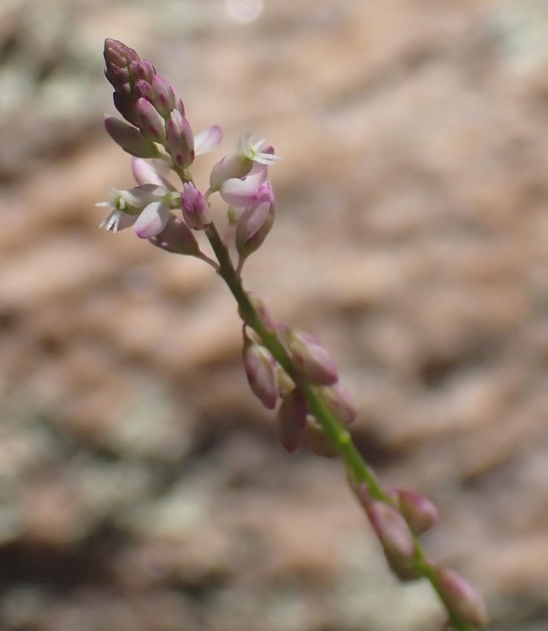 Tropical Milkwort