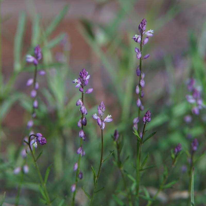 Tropical Milkwort photo 2