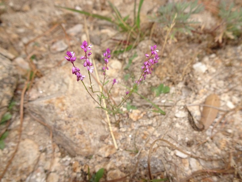 Tropical Milkwort photo 3