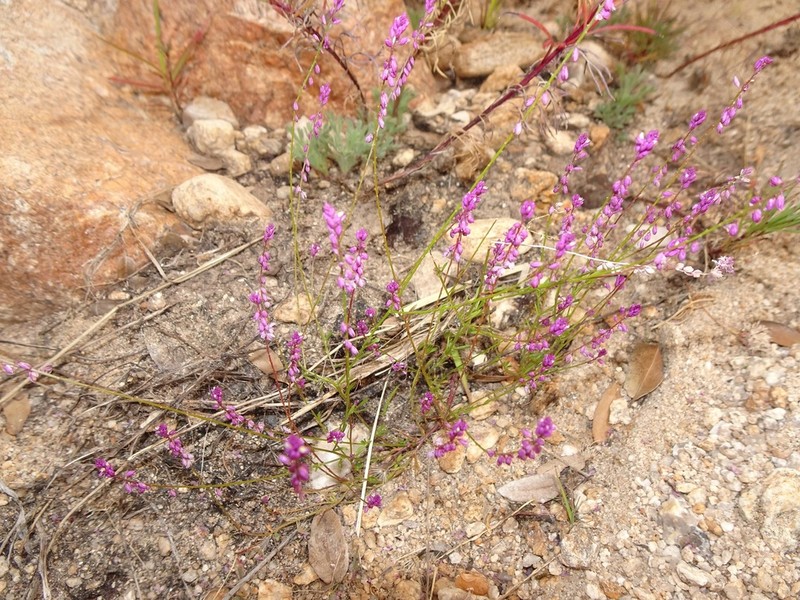 Tropical Milkwort photo 4