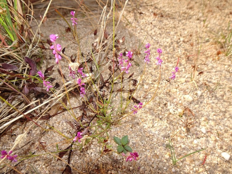Tropical Milkwort photo 5
