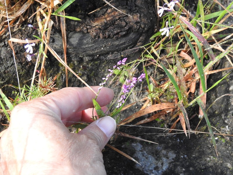 Tropical Milkwort photo 6