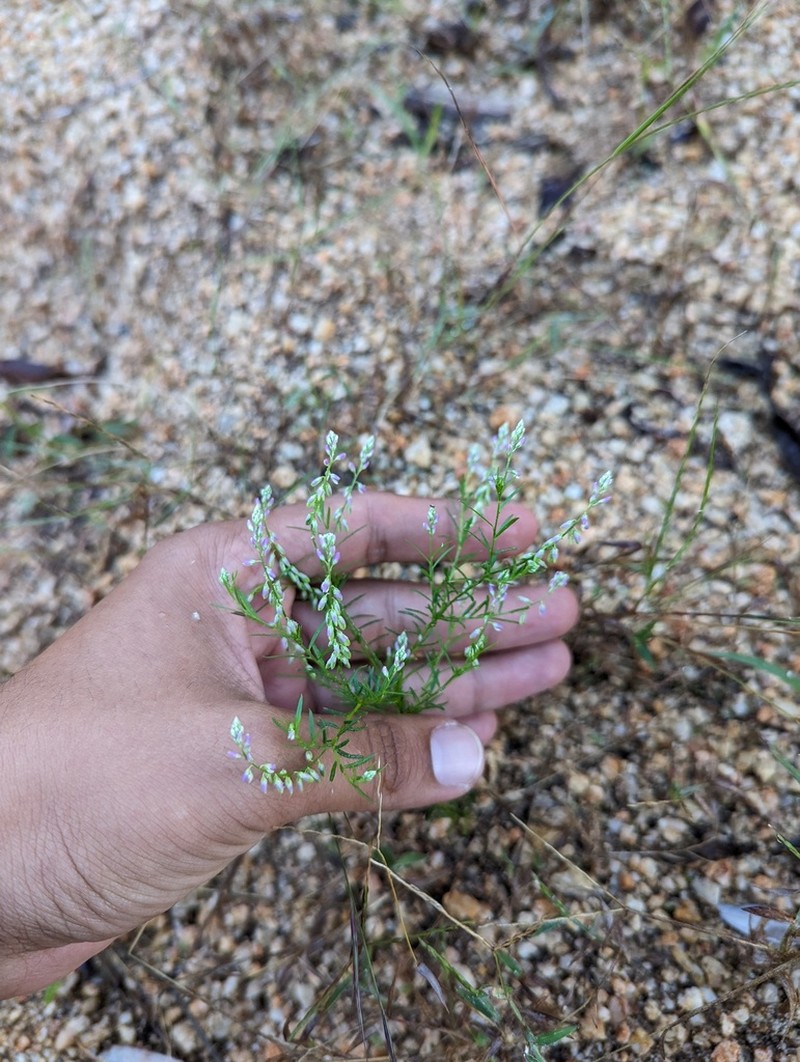 Tropical Milkwort photo 7