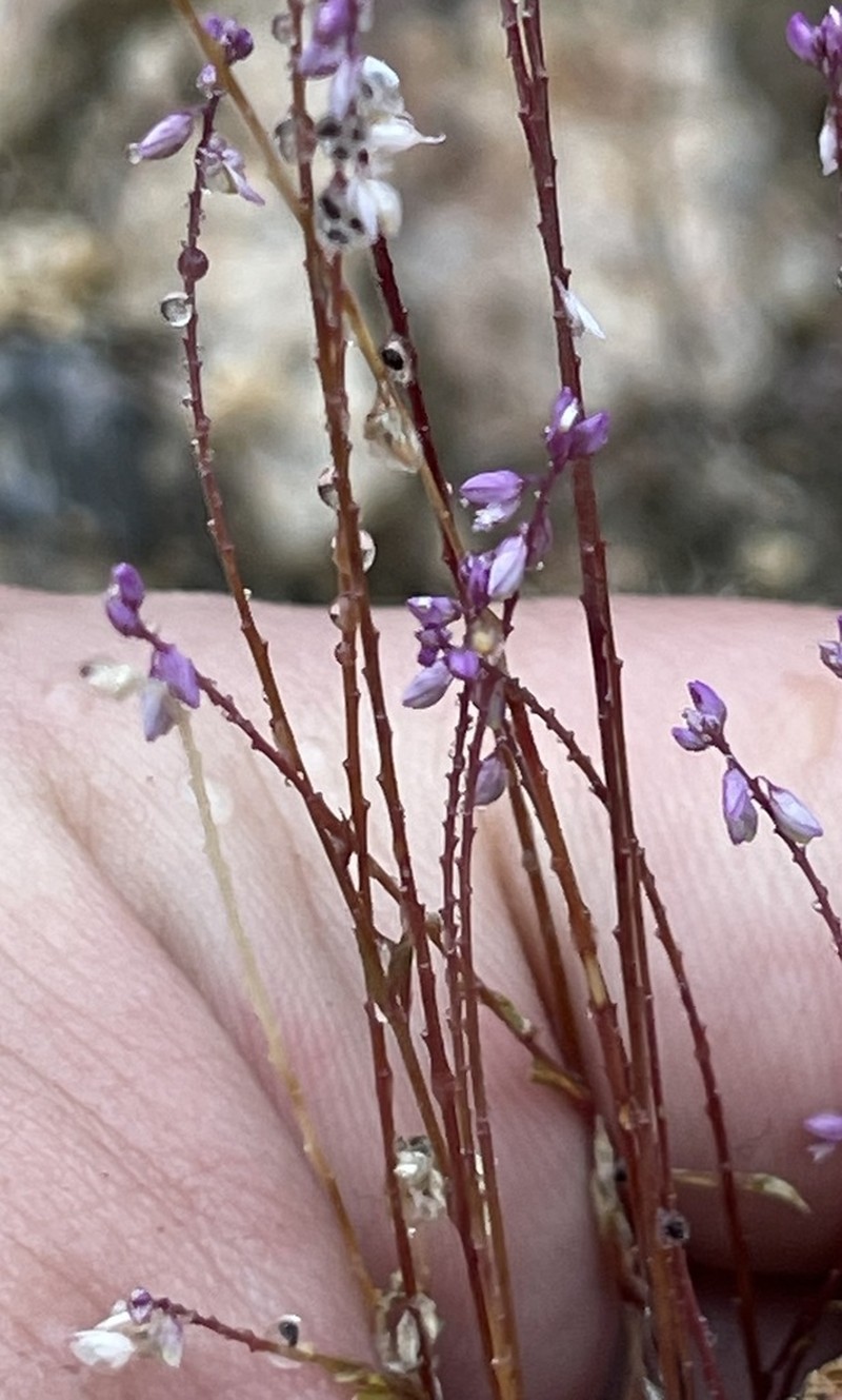 Tropical Milkwort photo 8