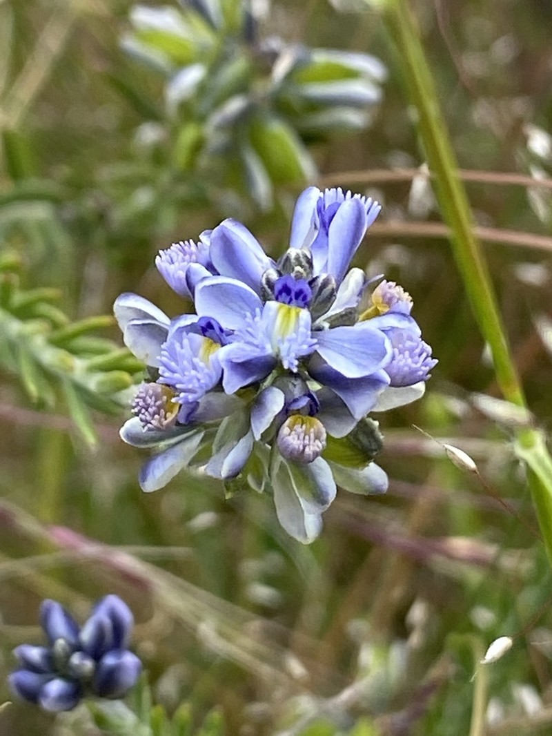Senega gnidioides photo 2