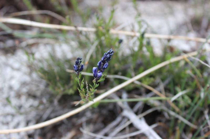 Senega gnidioides photo 3