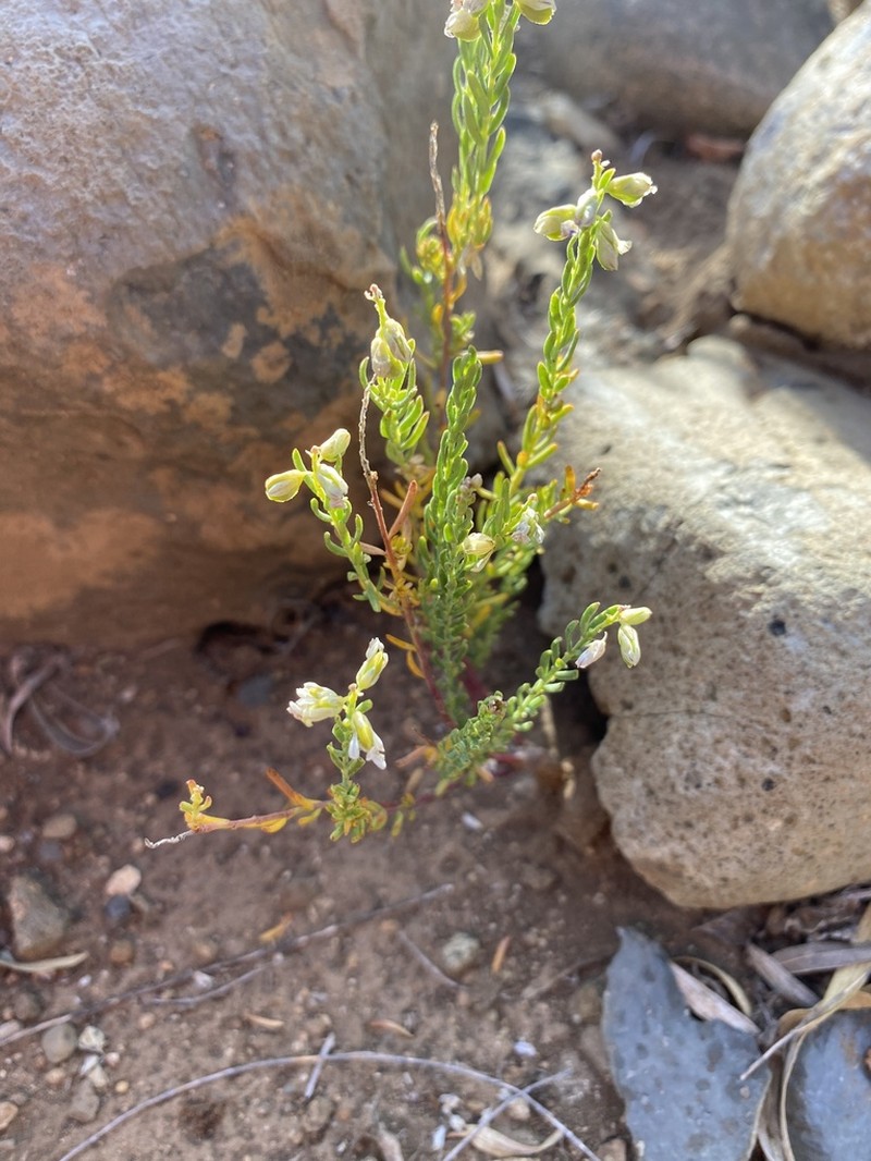 Senega gnidioides photo 4