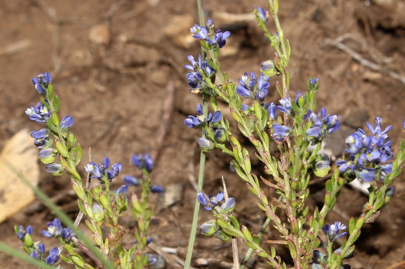 Senega gnidioides photo 5