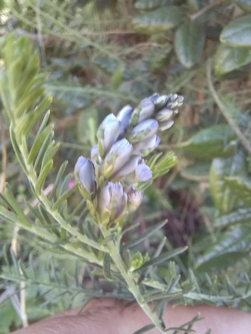 Senega gnidioides photo 6