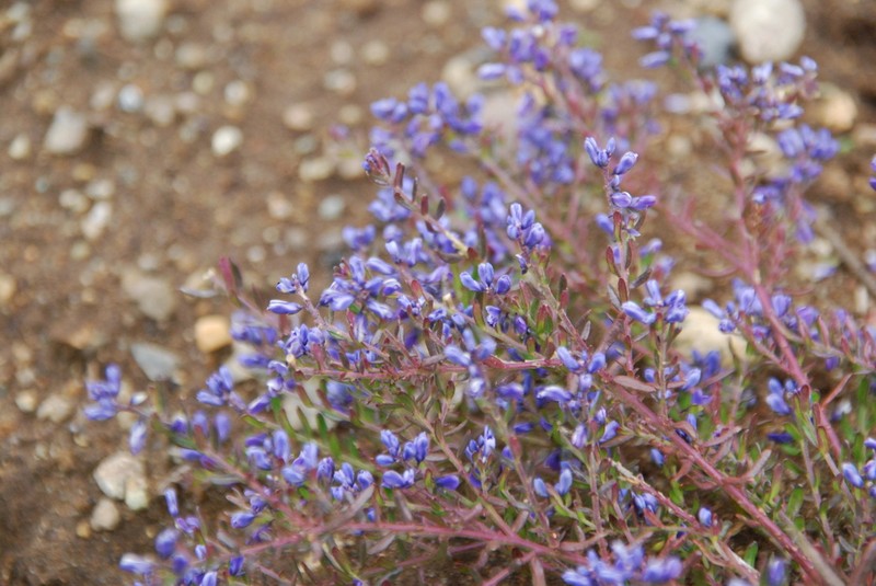 Senega gnidioides photo 8