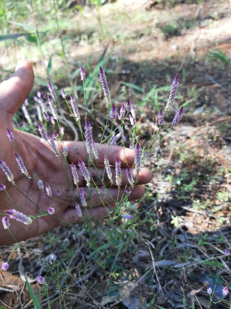 Senega gracilis