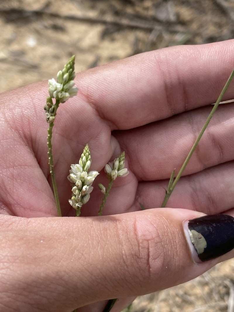 West Indian Milkwort