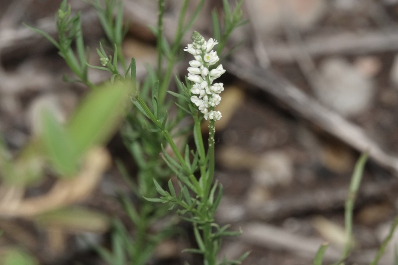 West Indian Milkwort photo 2